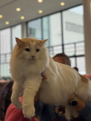 GIP. Jace Herondale von Aminius GIP. Jace Herondale von Aminius