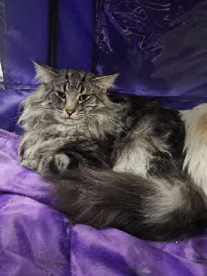 IC. Pysida's Chip IC. Pysida's Chip