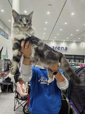 KCH. Brennan Sorrengail von Aminius KCH. Brennan Sorrengail von Aminius