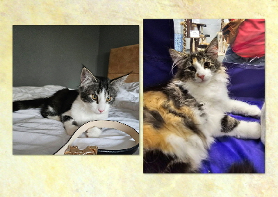 Wurf von Aminius-BIS-06-09-25+07-09-25_3 Wurf von Aminius-BIS-06-09-25+07-09-25_3