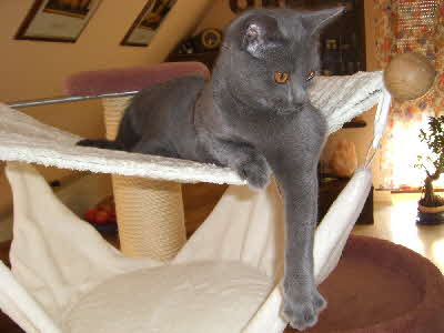 Chartreux