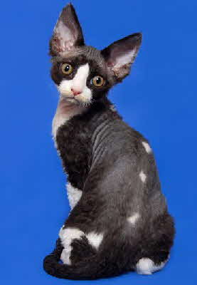 Devon Rex